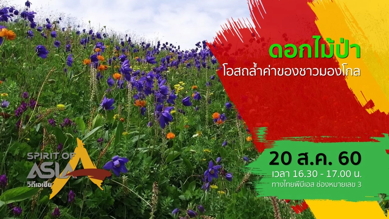 ดอกไม้ป่า โอสถล้ำค่าของชาวมองโกล