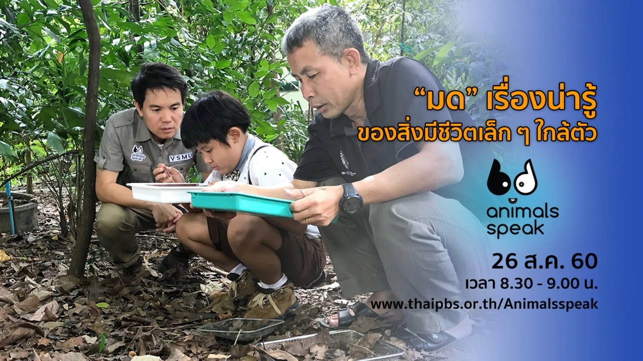 “มด” เรื่องน่ารู้ของสิ่งมีชีวิตเล็ก ๆ ใกล้ตัว