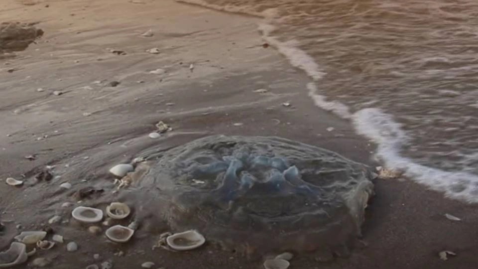 เตือนภัยแมงกะพรุนเกยตื้น ช่วงหน้าฝน