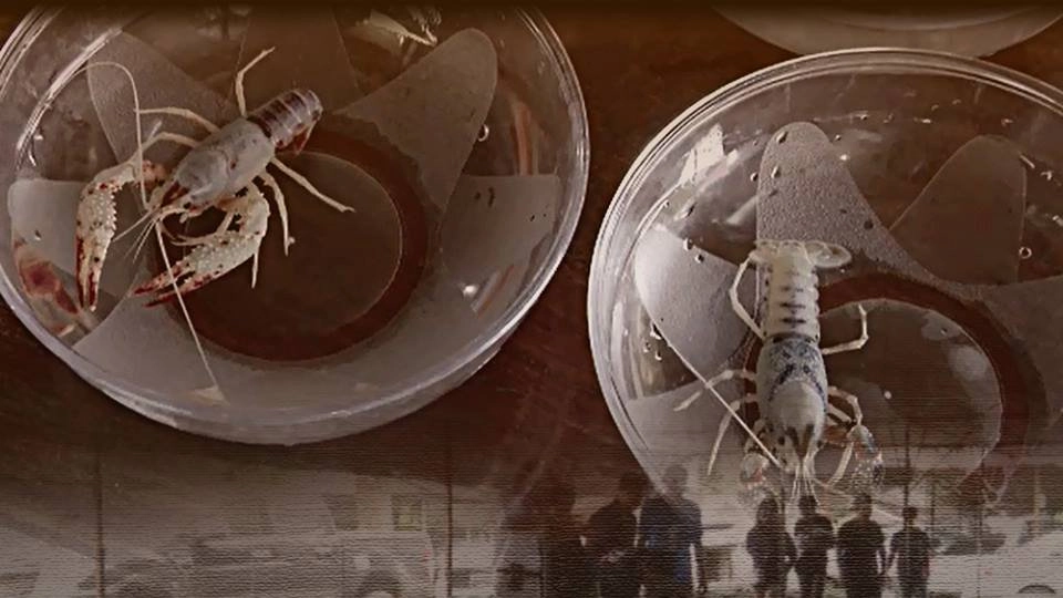 ผลกระทบ หลังกรมประมงกําหนดให้ผู้ประกอบกิจการการเพาะเลี้ยงสัตว์น้ำควบคุมกุ้งก้ามแดง หรือกุ้งเครย์ฟิช