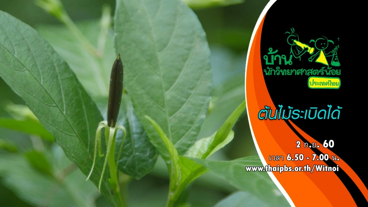 ต้นไม้ระเบิดได้