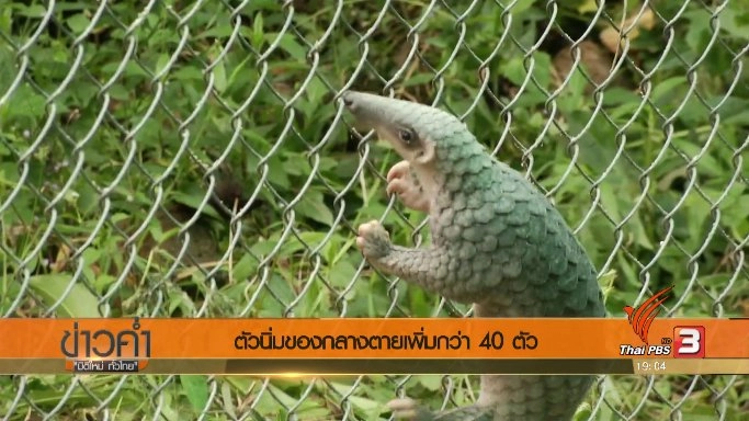 ข่าวค่ำ