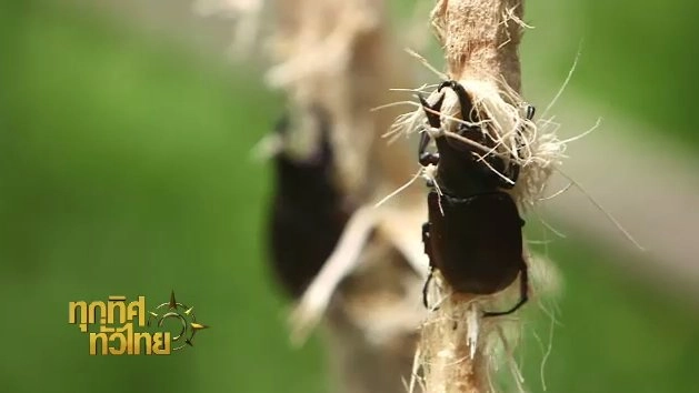 ประเด็นข่าว (14 ก.ย. 60)