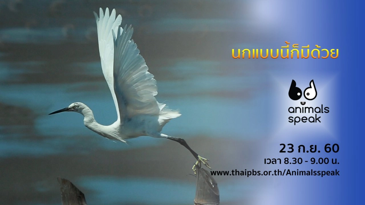 นกแบบนี้ก็มีด้วย