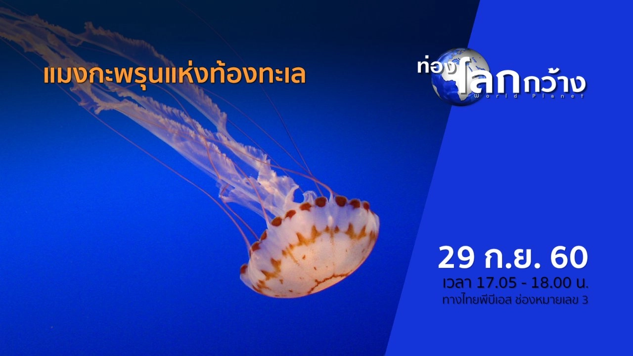 แมงกะพรุนแห่งท้องทะเล