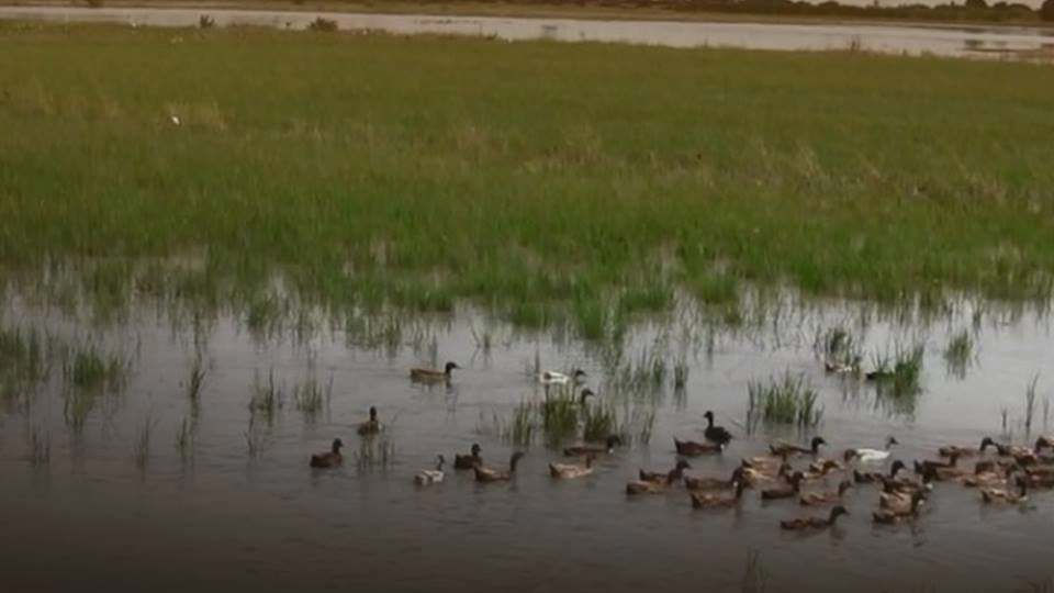 ชาวนาเกี่ยวข้าวไม่ทัน หลังกรมชลฯ ปล่อยน้ำลงทุ่ง