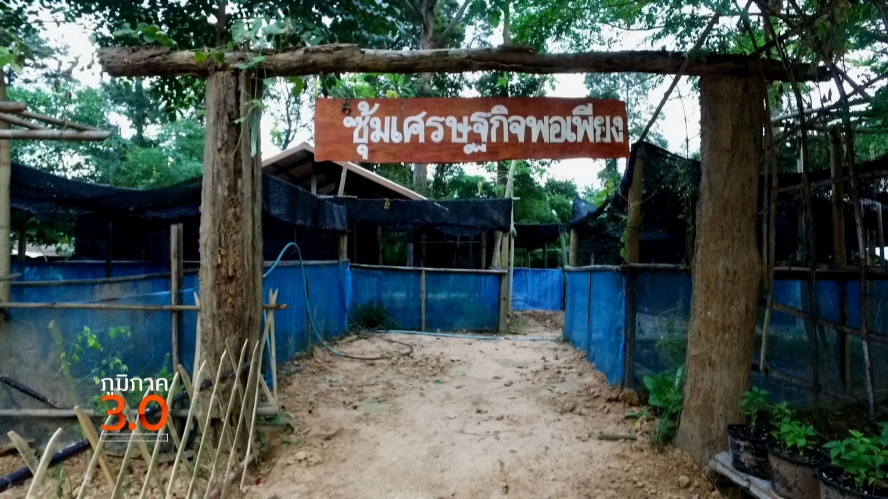 เมื่อขาดแรงงานเพื่อนบ้าน,  บทเรียนแรกของเกษตรมือใหม่, เขวาชี วิถีพอเพียงเมืองเกินร้อย