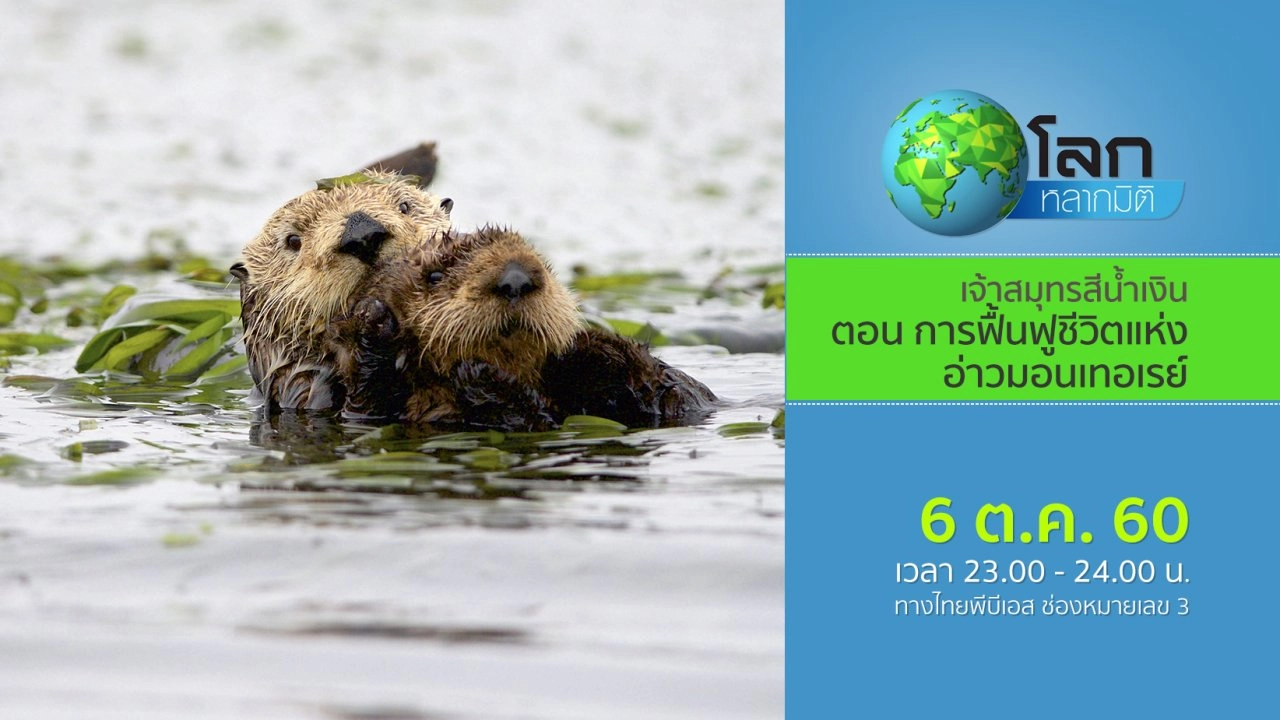 เจ้าสมุทรสีน้ำเงิน ตอน การฟื้นฟูชีวิตแห่งอ่าวมอนเทอเรย์