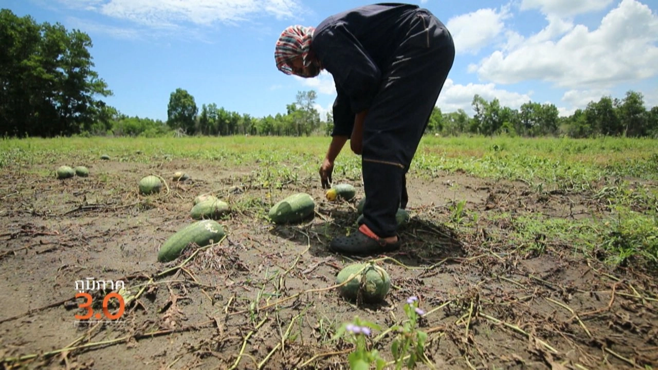 แตงโมเทพา ขุมทรัพย์บนดิน, เล่นขี้ ที่โนนงิ้ว, ด่านห้วยโก๋น 2017