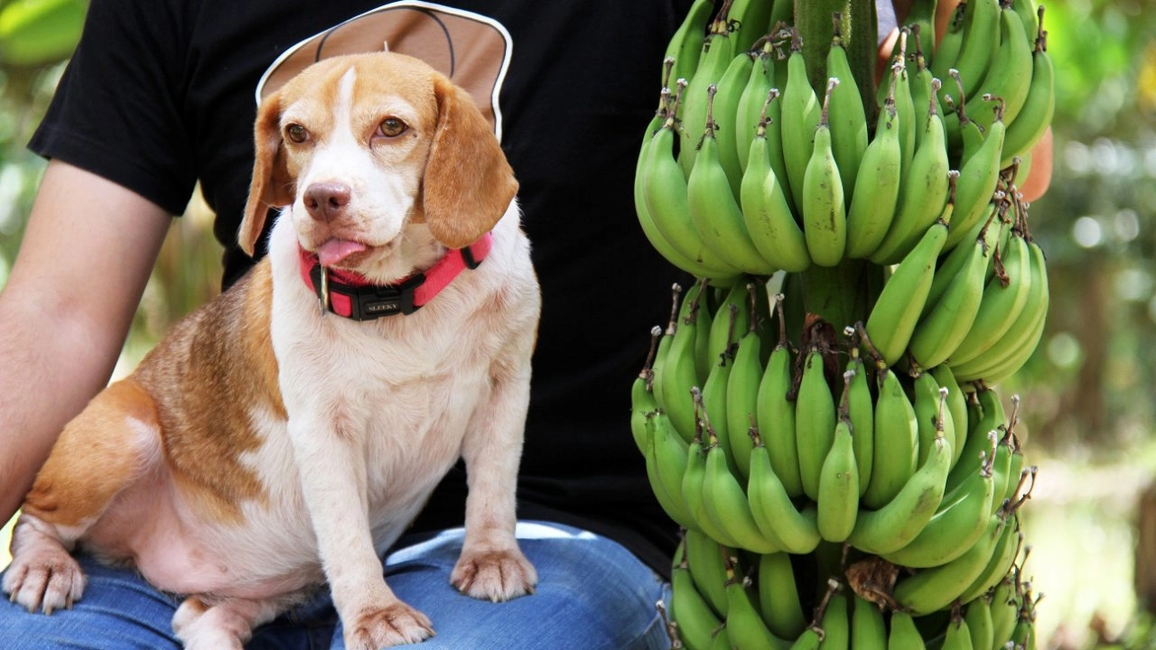 กล้วยเล็บมือนาง