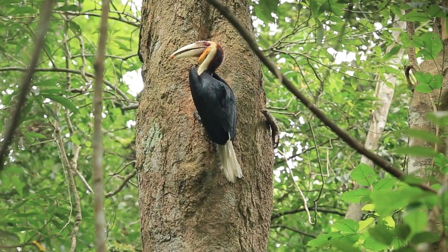 "นกเงือก" สุดยอดสัตว์อนุรักษ์ นักปลูกป่า