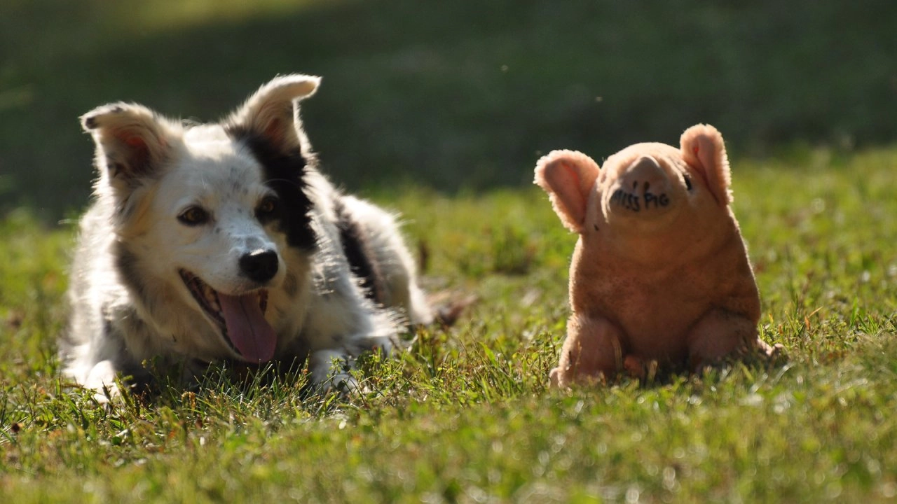 สัตว์ยอดอัจฉริยะ ตอนที่ 2