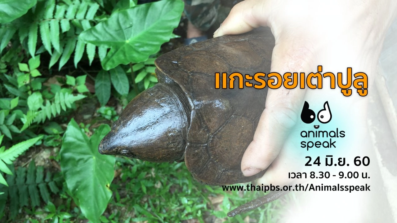 แกะรอยเต่าปูลู