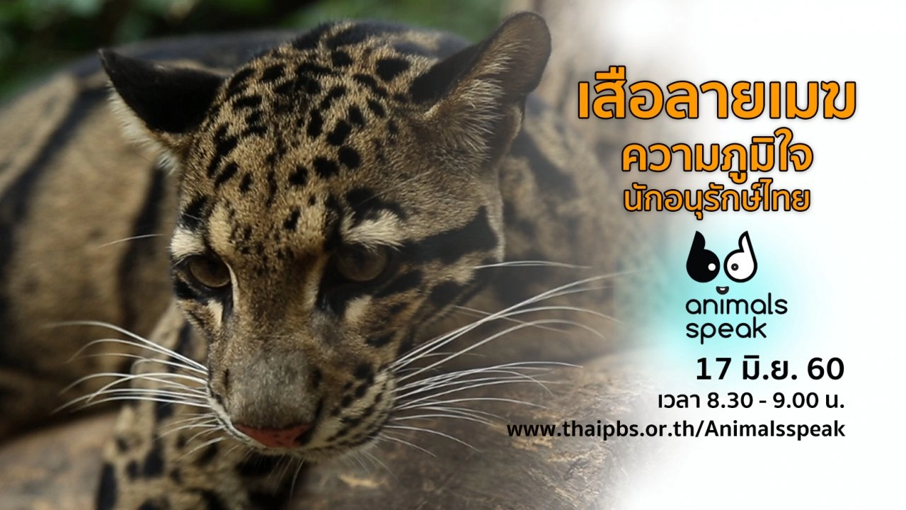 เสือลายเมฆ ความภูมิใจนักอนุรักษ์ไทย
