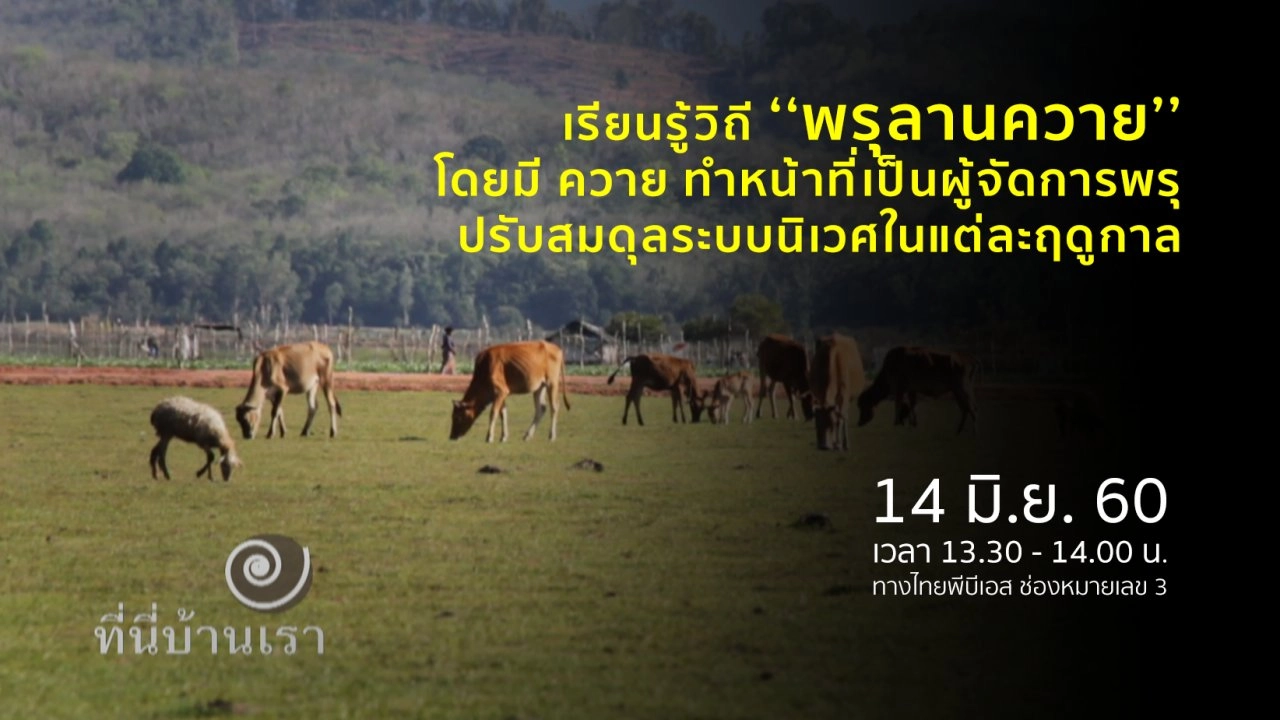 พรุลานควาย