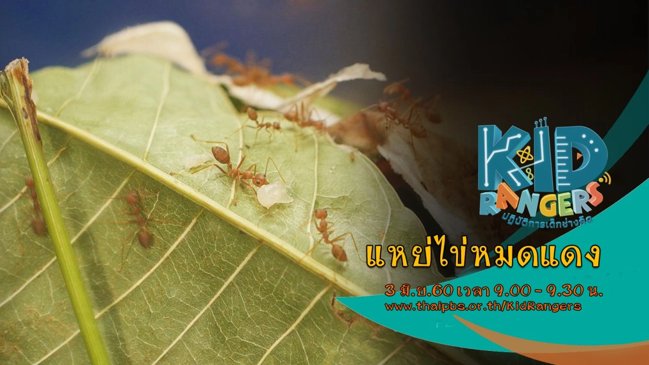 แหย่ไข่หมดแดง