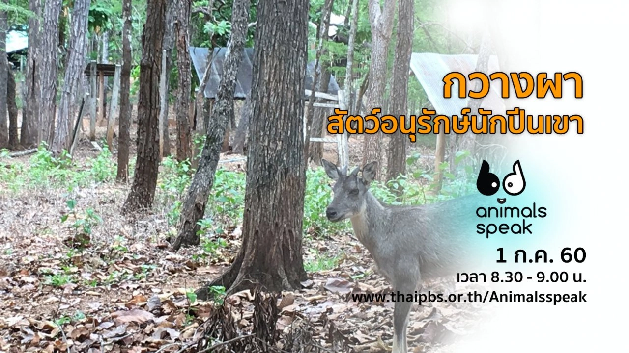 กวางผา สัตว์อนุรักษ์นักปีนเขา