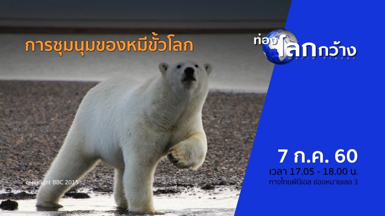 การชุมนุมของหมีขั้วโลก