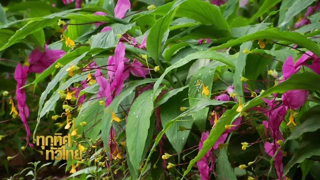 ประเด็นข่าว (6 ก.ค. 60)