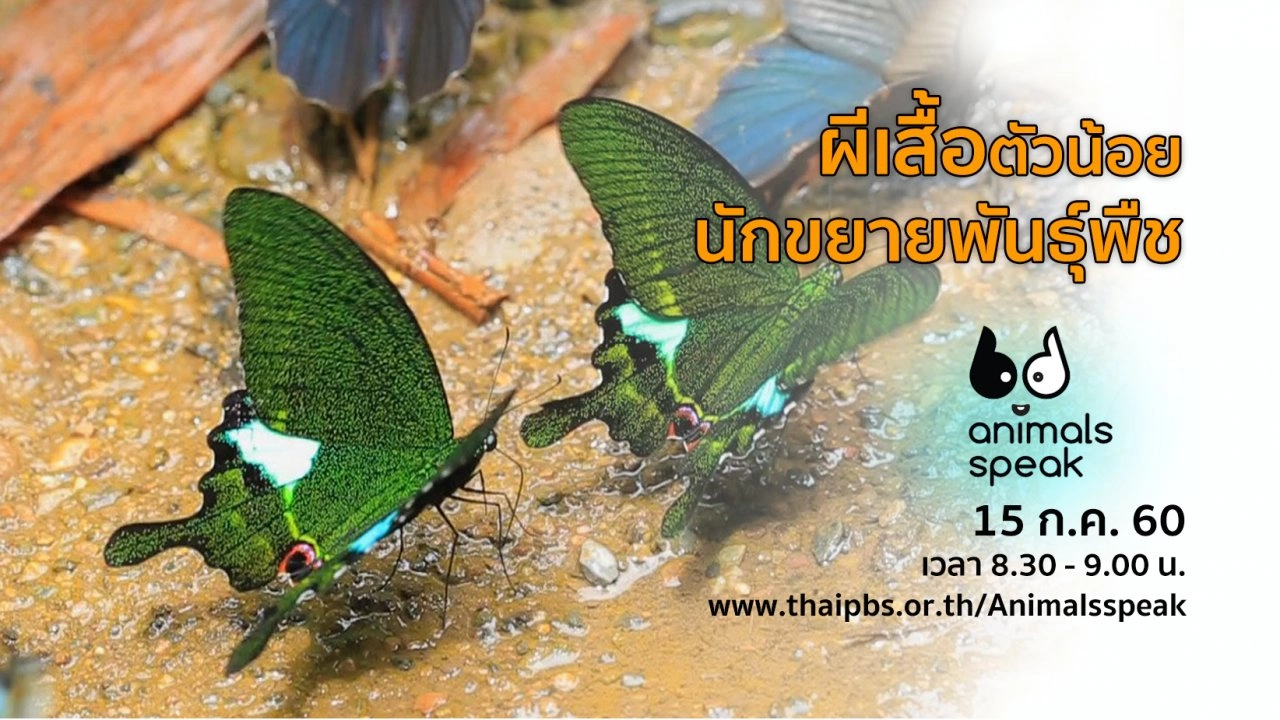 ผีเสื้อตัวน้อย นักขยายพันธุ์พืช