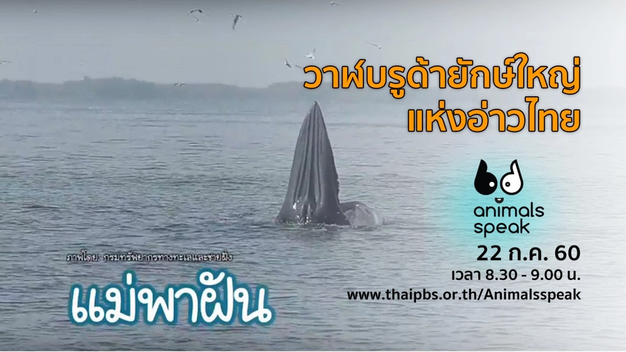 วาฬบรูด้ายักษ์ใหญ่แห่งอ่าวไทย