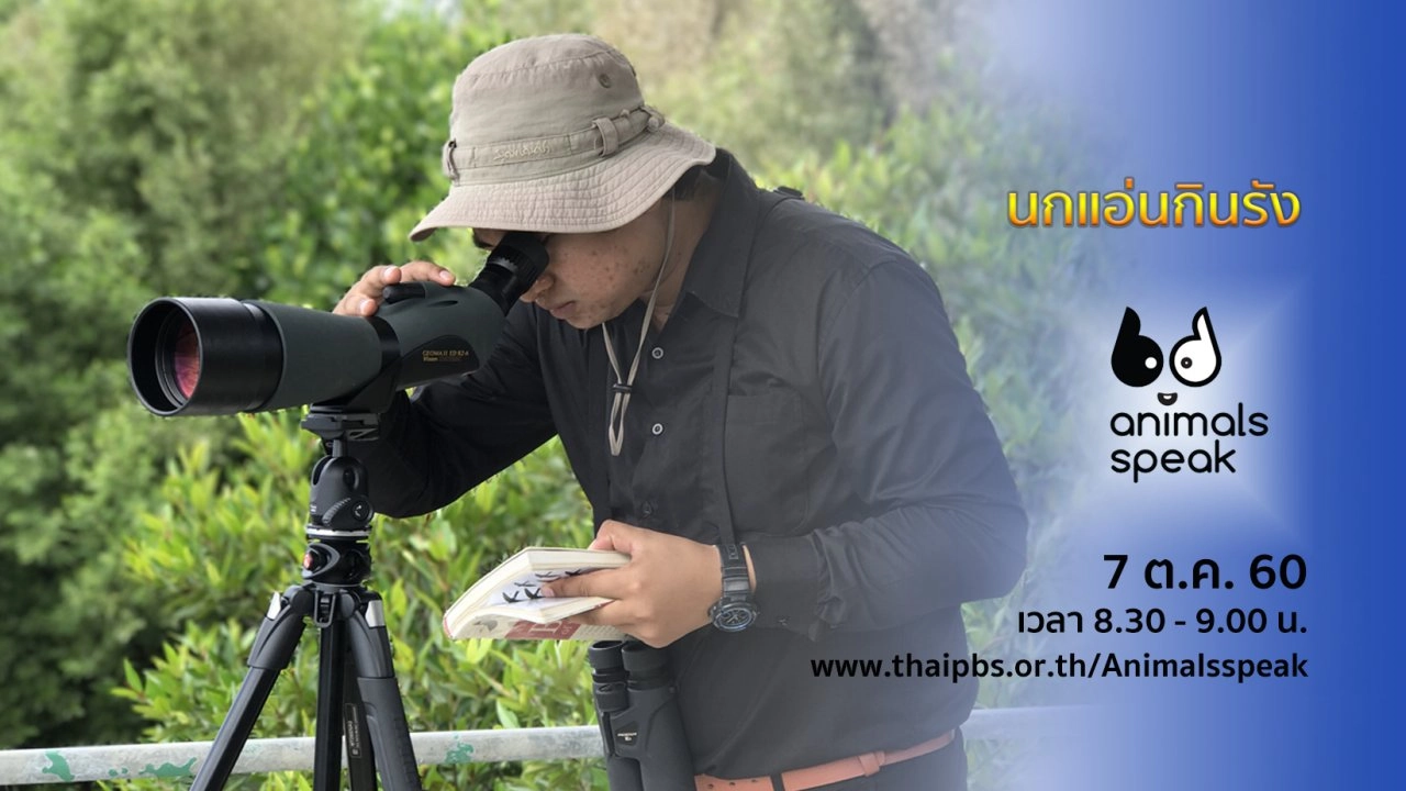 นกแอ่นกินรัง