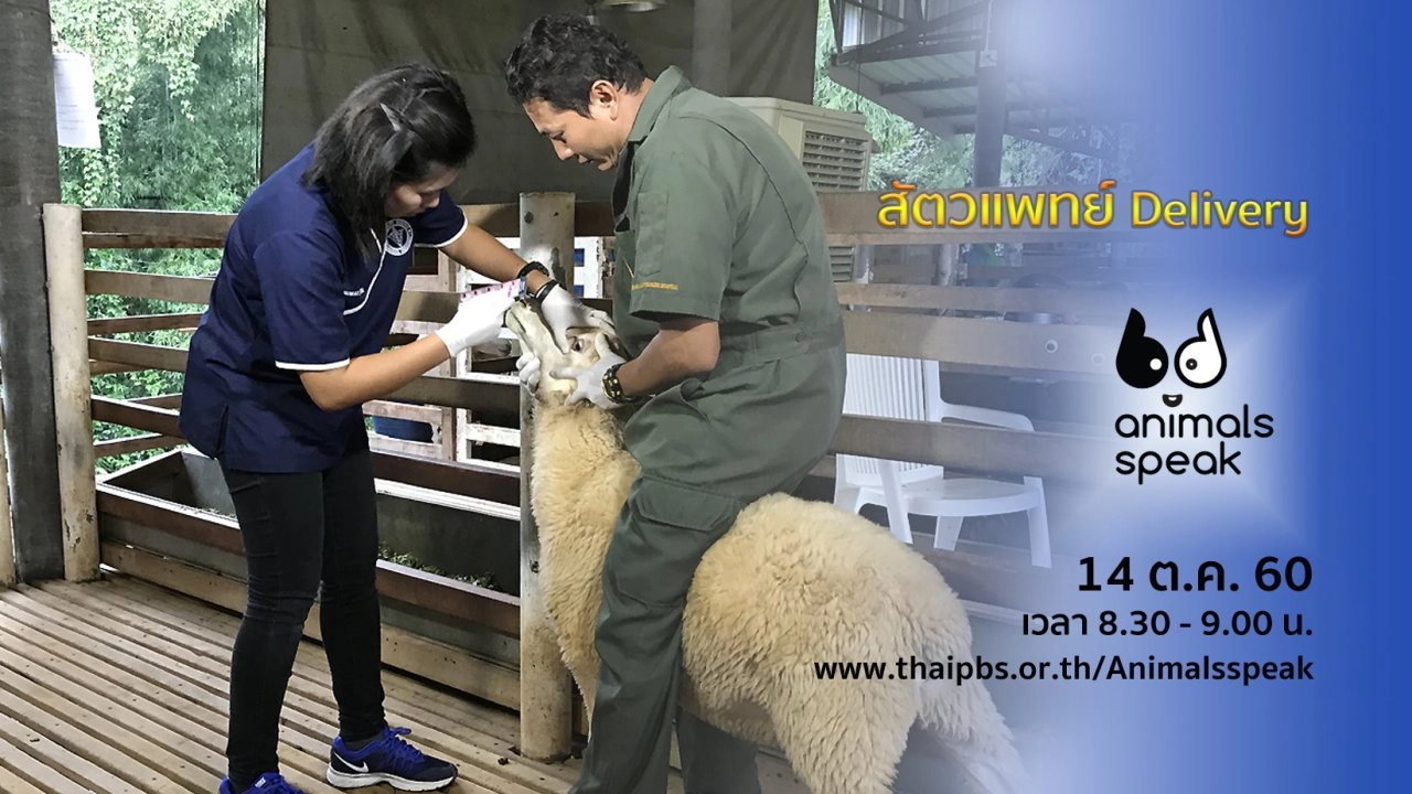สัตวแพทย์ Delivery