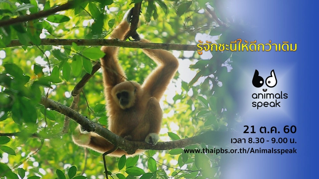 รู้จักชะนีให้ดีกว่าเดิม