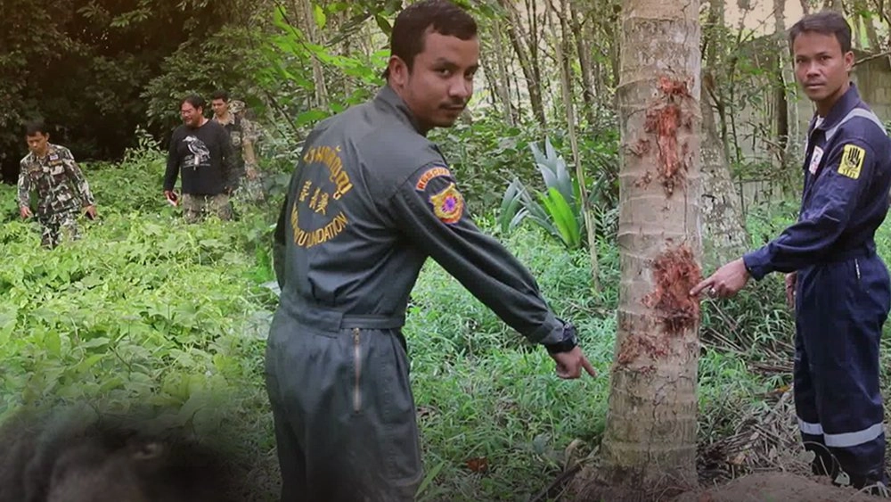 เจ้าหน้าที่เร่งติดตามหาหมี ออกหากินใกล้ชุมชน อ.ท่าแซะ จ.ชุมพร