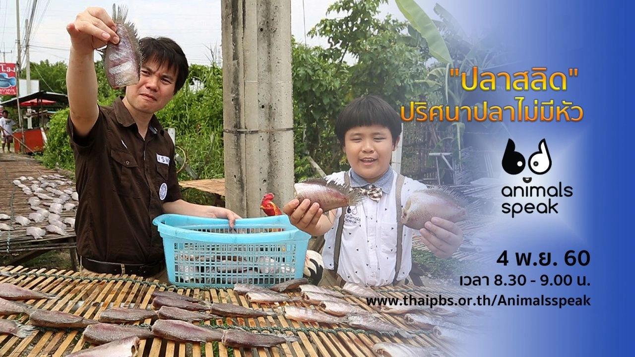 "ปลาสลิด" ปริศนาปลาไม่มีหัว