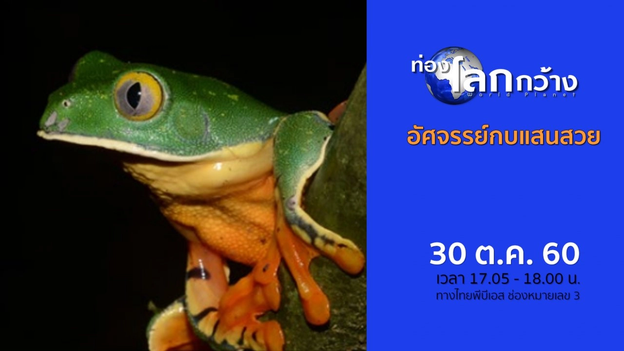 อัศจรรย์กบแสนสวย