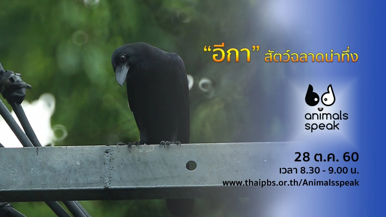 “อีกา” สัตว์ฉลาดน่าทึ่ง