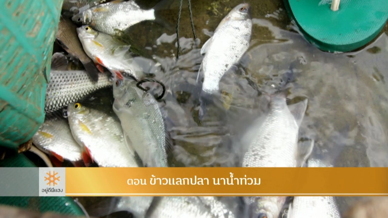 ข้าวแลกปลา นาน้ำท่วม​