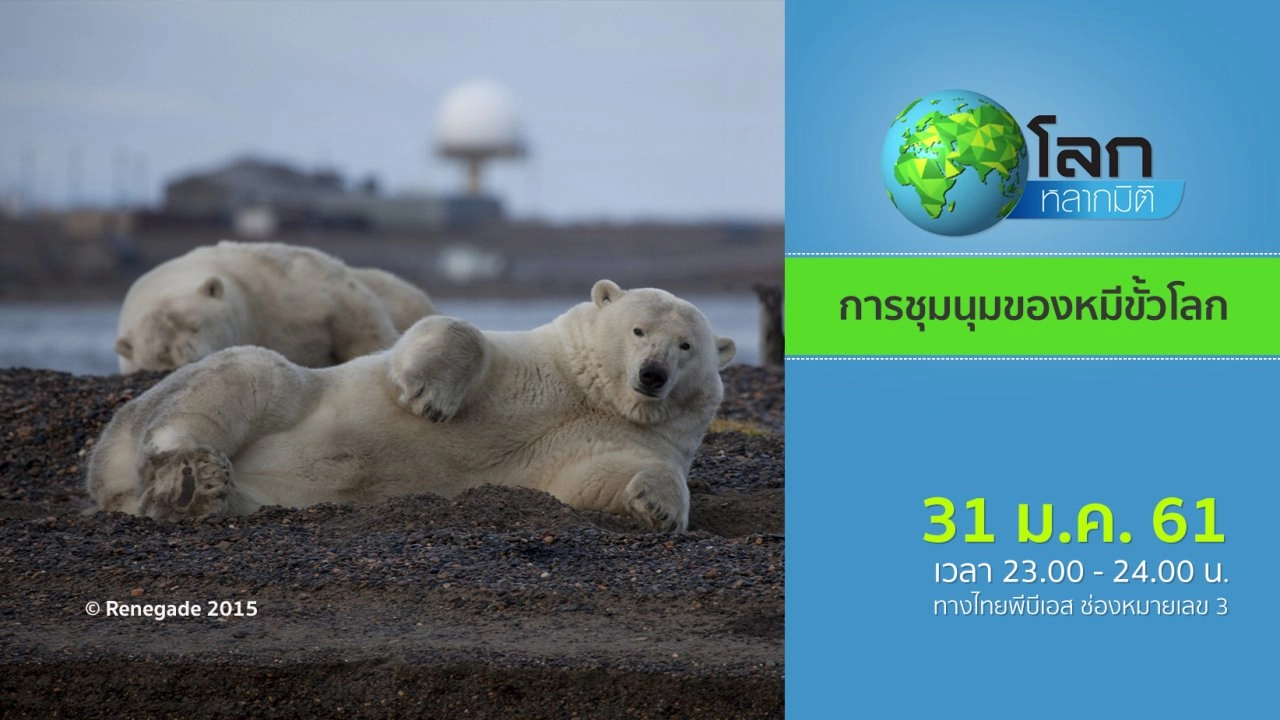 การชุมนุมของหมีขั้วโลก