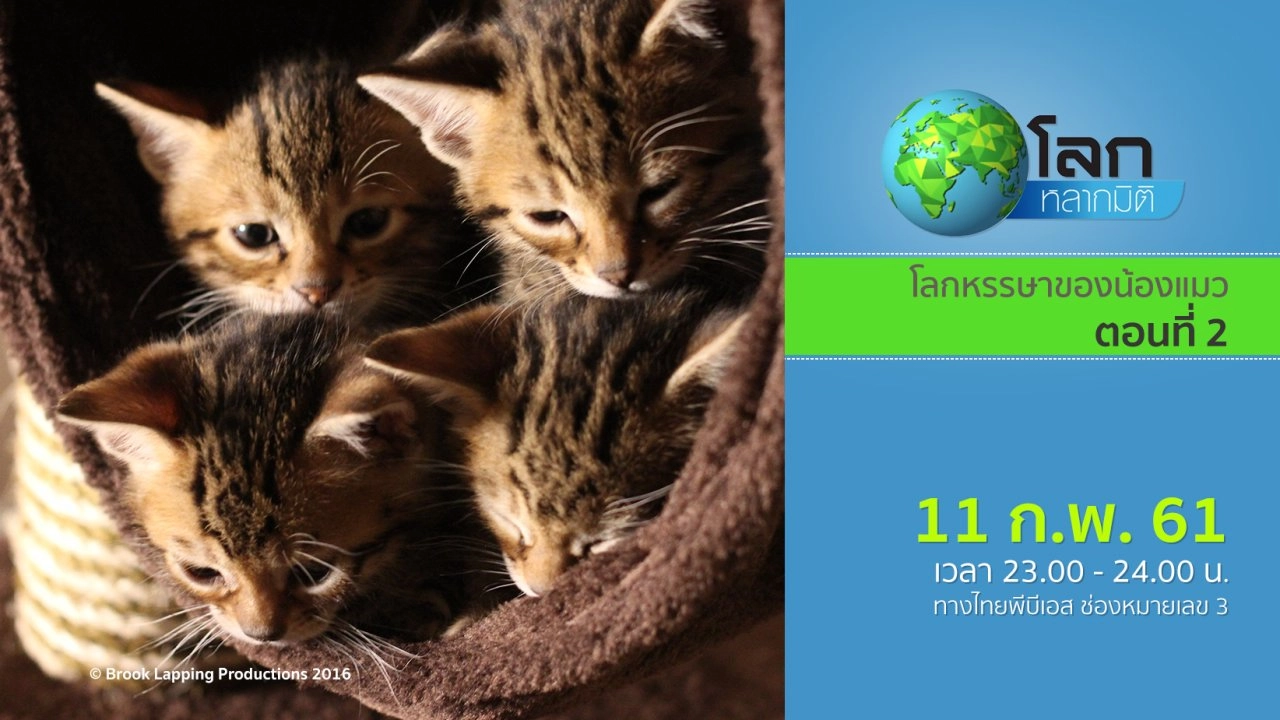 โลกหรรษาของน้องแมว ตอนที่ 2