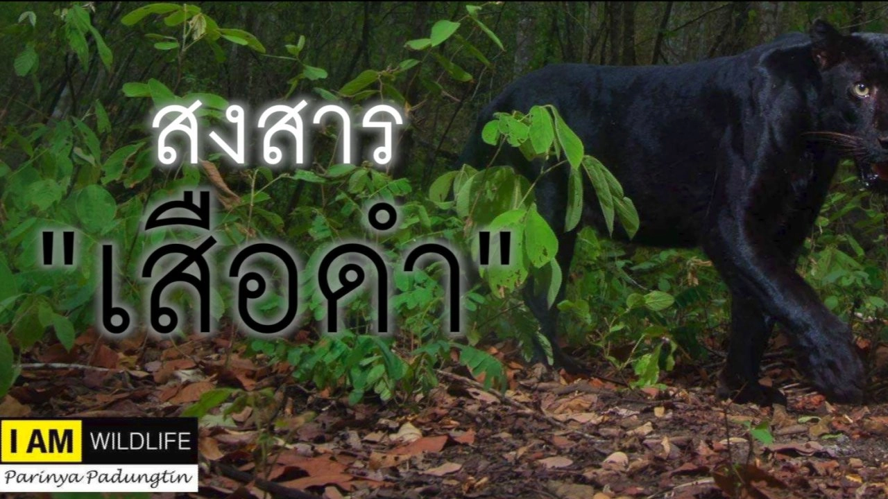 สงสาร "เสือดำ"