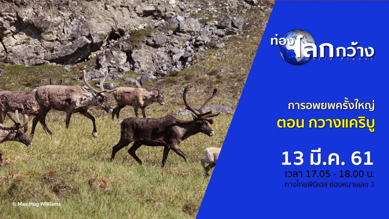 การอพยพครั้งใหญ่ ตอน กวางแคริบู