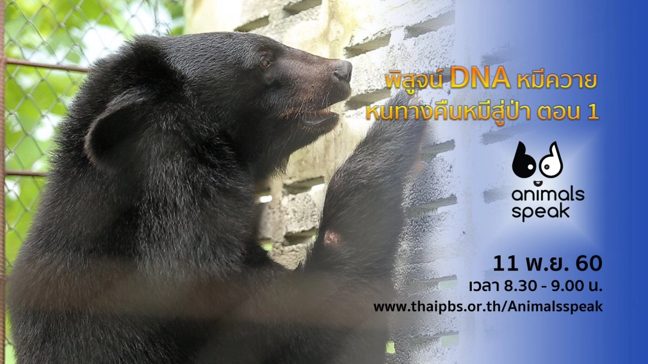 พิสูจน์ DNA หมีควาย หนทางคืนหมีสู่ป่า ตอน 1