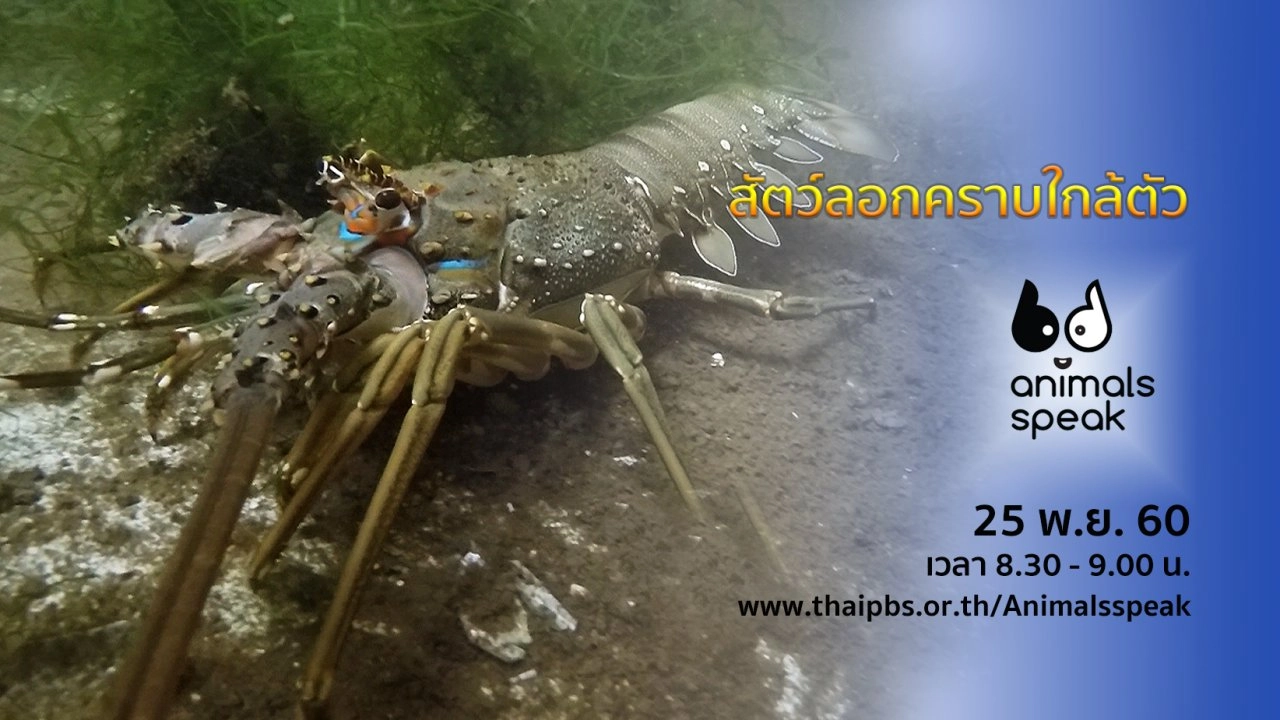 สัตว์ลอกคราบใกล้ตัว