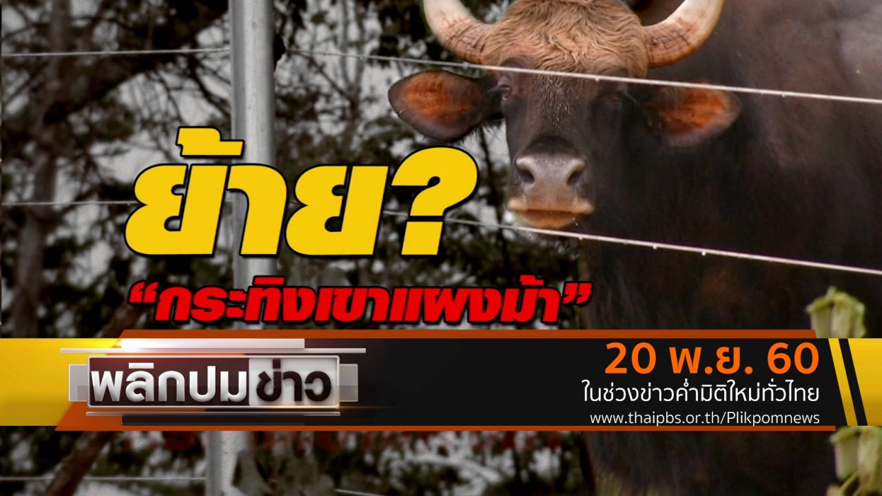 ย้าย ? กระทิงเขาแผงม้า