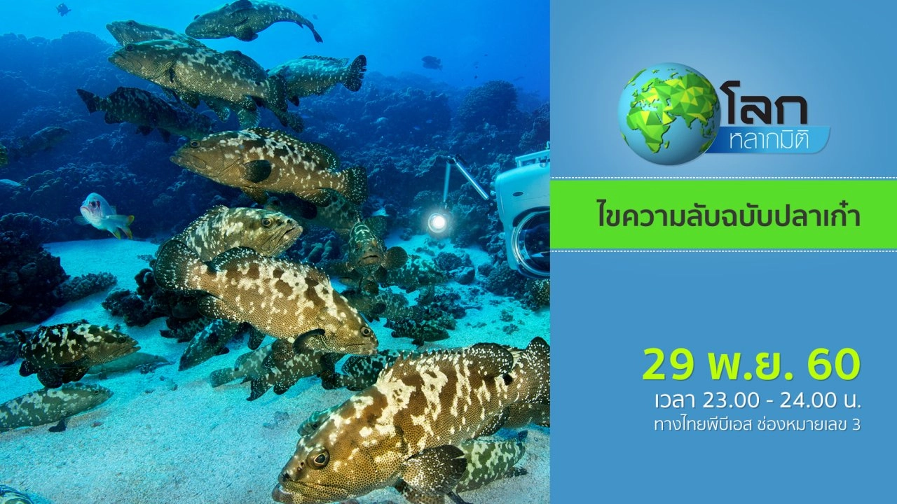 ไขความลับฉบับปลาเก๋า