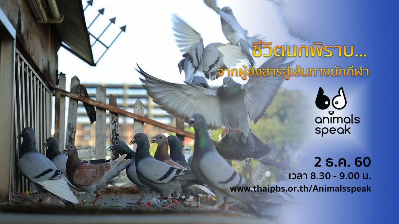 ชีวิตนกพิราบ...จากผู้ส่งสารสู่เส้นทางนักกีฬา