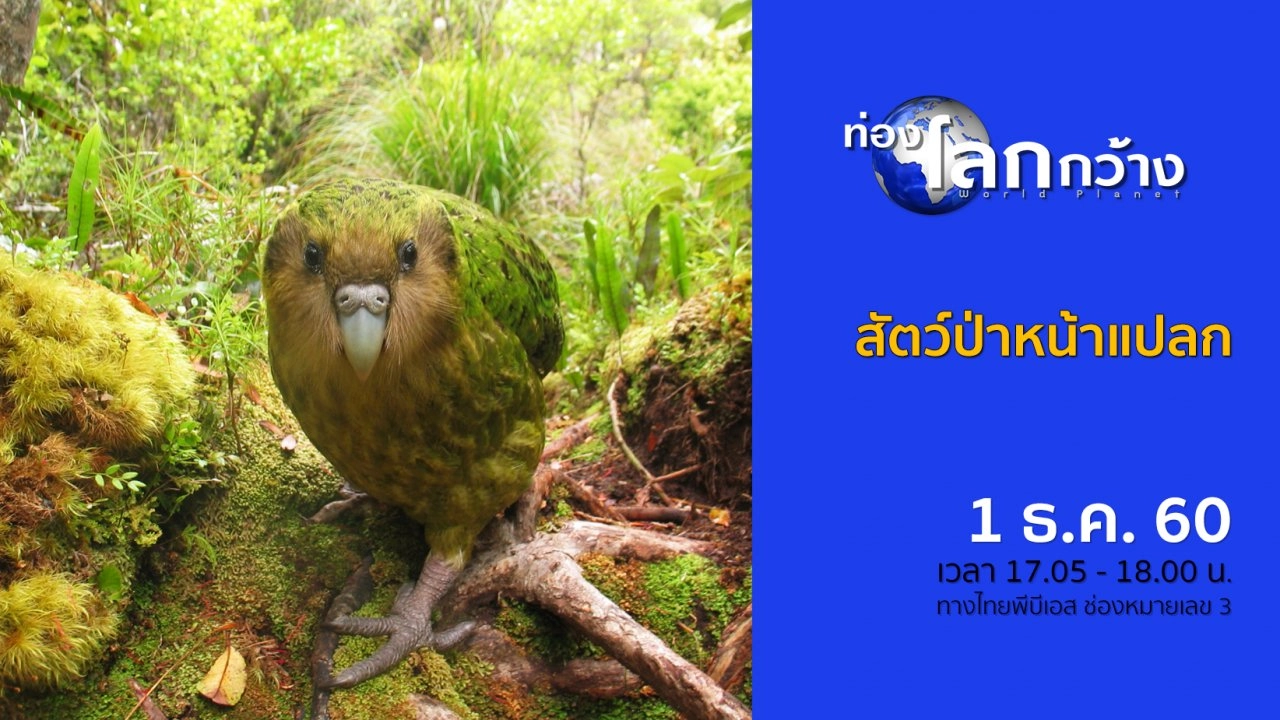 สัตว์ป่าหน้าแปลก