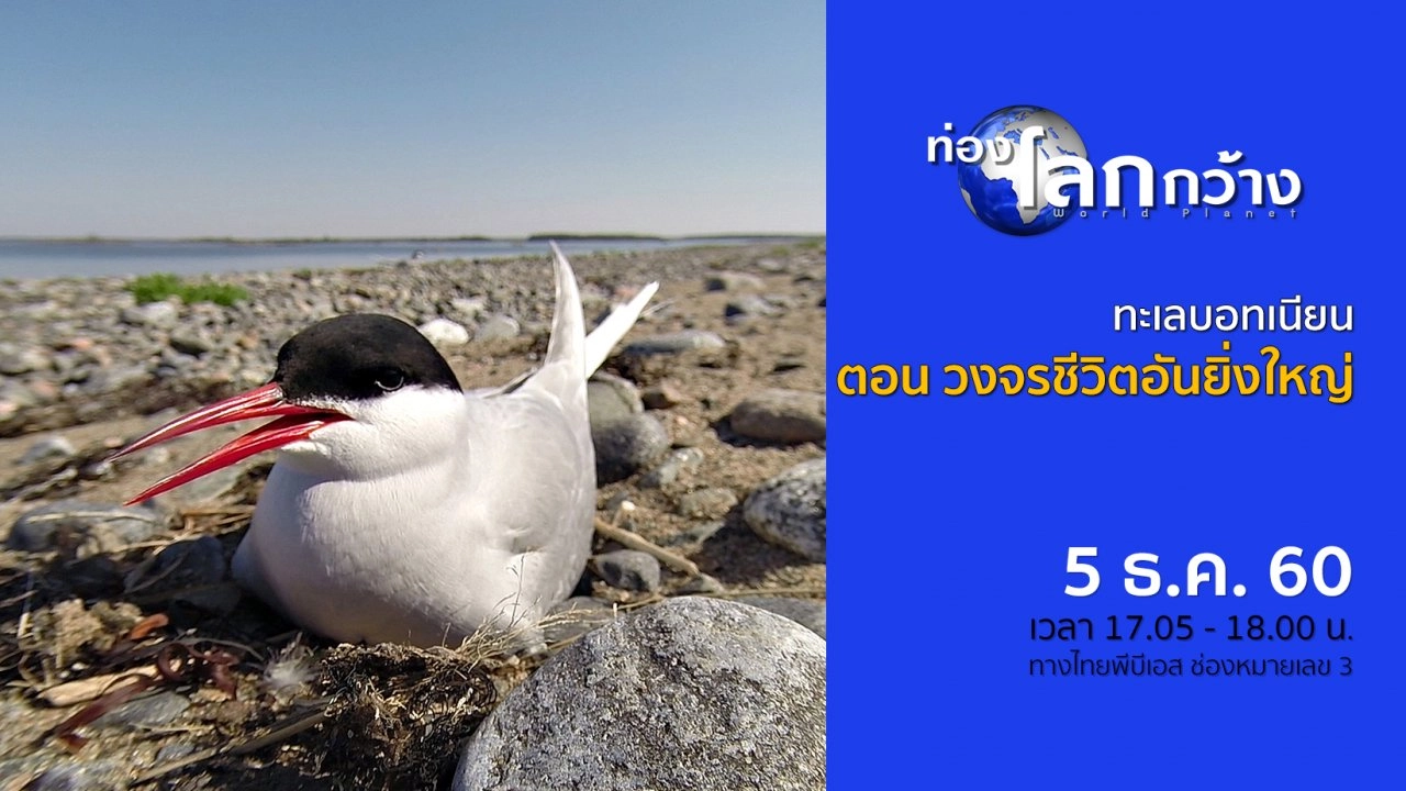 ทะเลบอทเนียน ตอน วงจรชีวิตอันยิ่งใหญ่