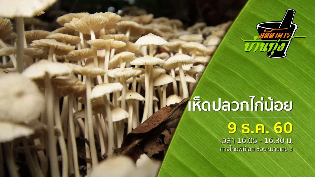 เห็ดปลวกไก่น้อย