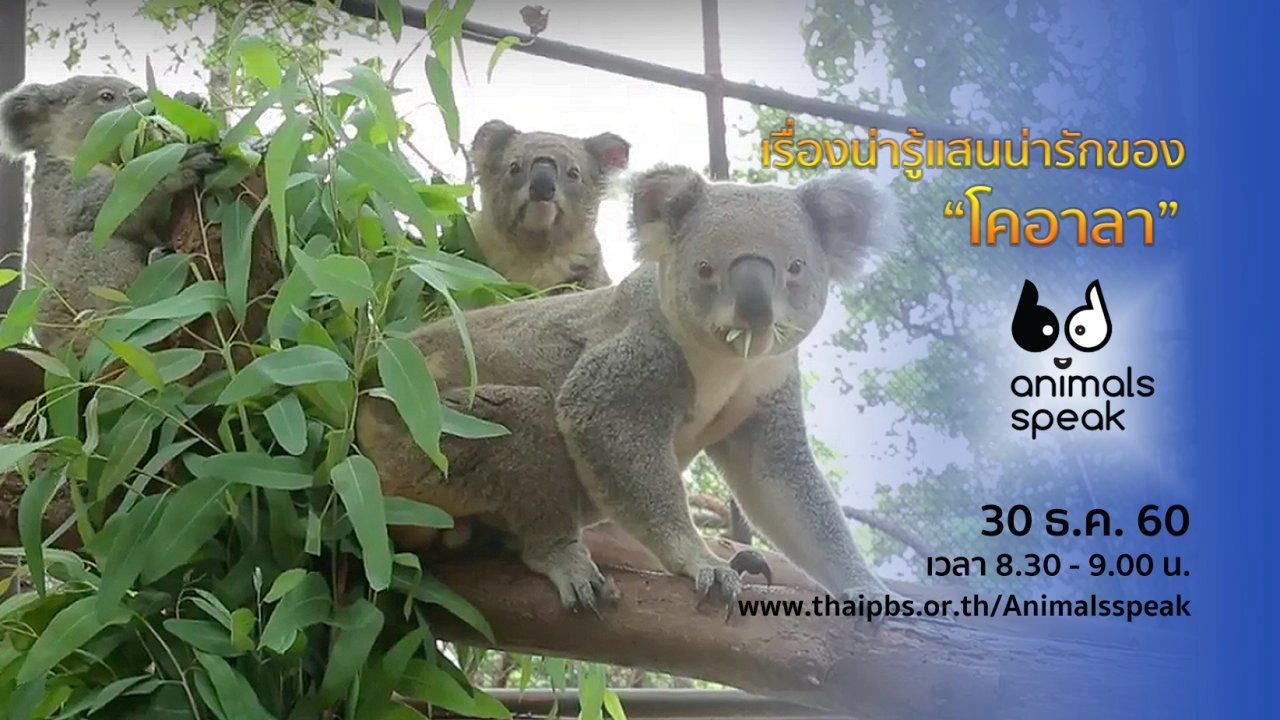 เรื่องน่ารู้แสนน่ารักของ “โคอาลา”