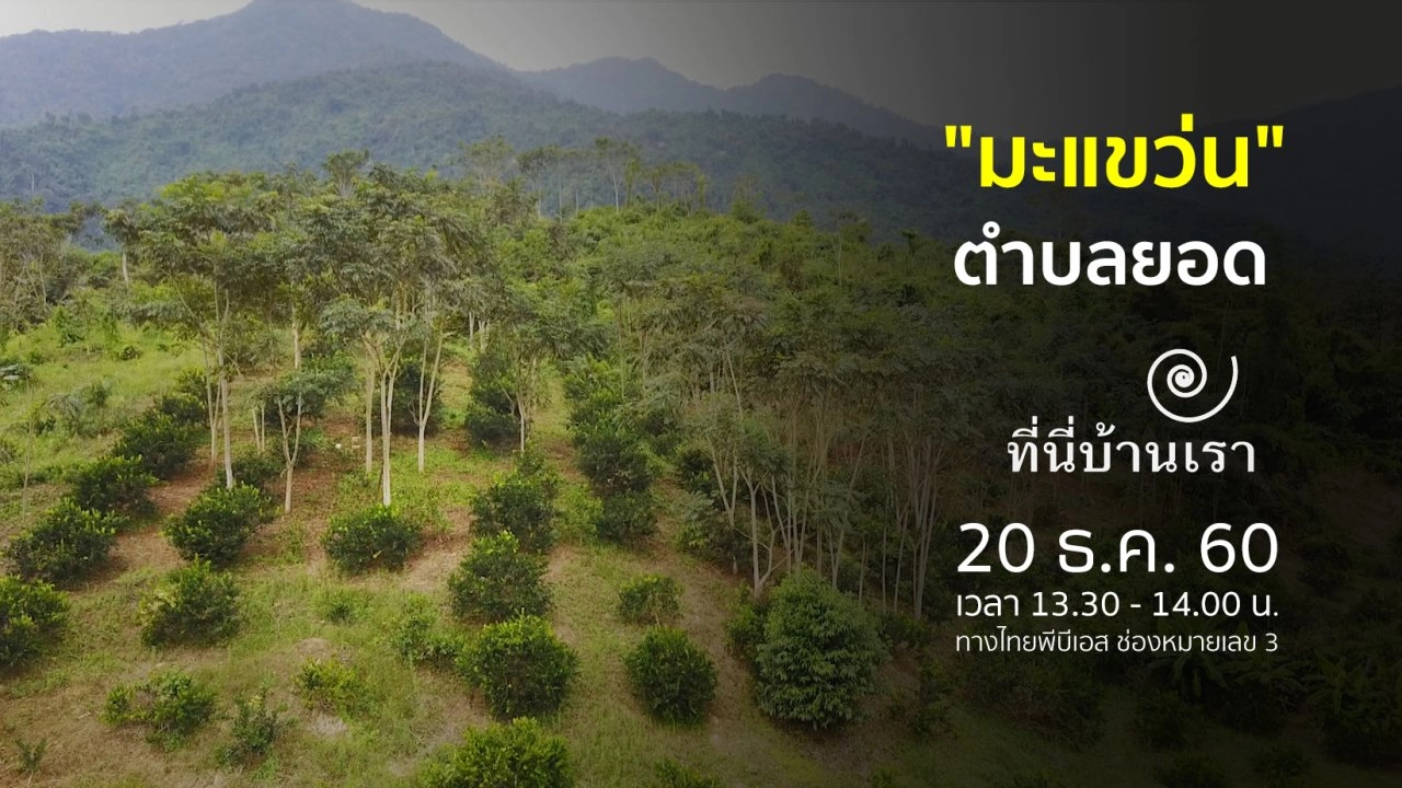 "มะแขว่น" ตำบลยอด