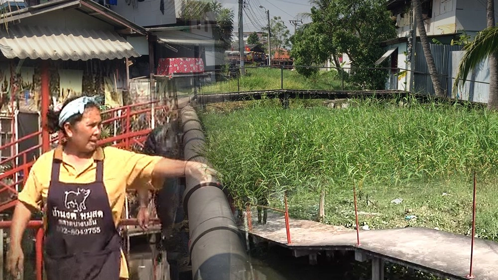 วัชพืชปกคลุมลำคลองปิดกั้นทางน้ำ เขตบางขุนเทียน กทม.