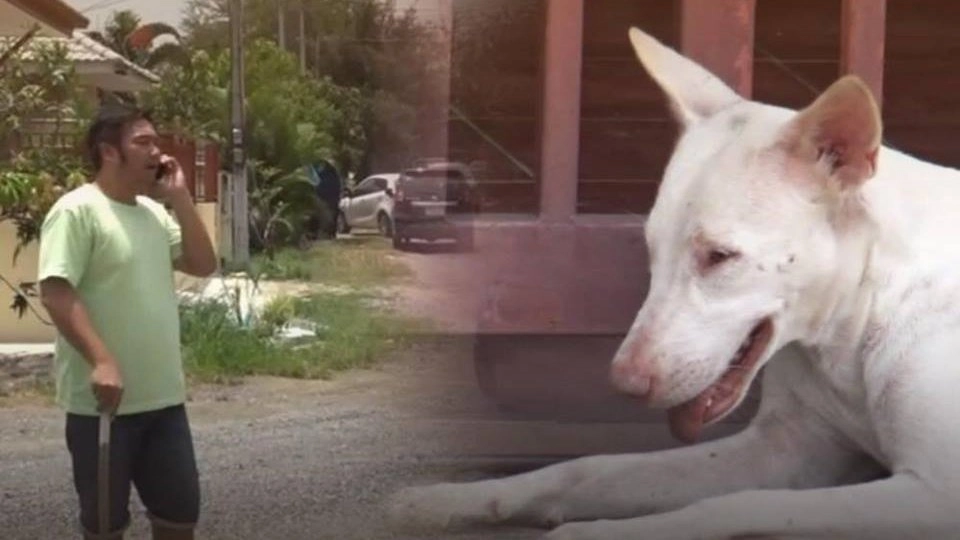 ผวา! พบสุนัขเสี่ยงติดเชื้อไล่กัดสัตว์และคน อ.หัวหิน จ.ประจวบคีรีขันธ์