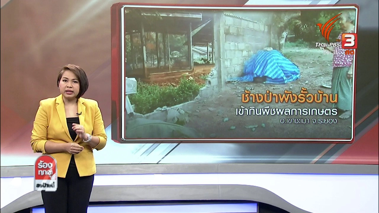 ช้างป่าพังรั้วบ้านเข้ากินพืชผลการเกษตร อ.เขาชะเมา จ.ระยอง